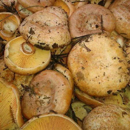Vallecino
