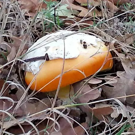 Vallecino Country house