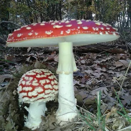 Vallecino * Manzanal de los Infantes