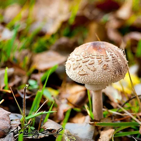 Vallecino Country house Manzanal de los Infantes