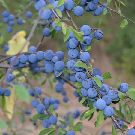 Vallecino